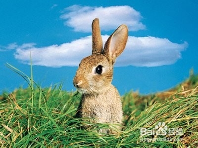 养活兔兔的条例之