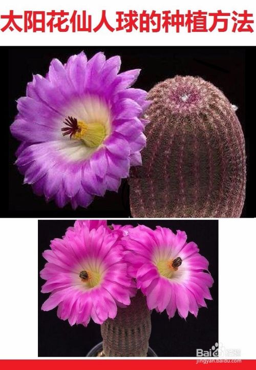 红太阳仙人球的种植方法 百度经验