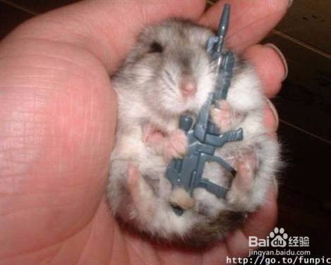 小仓鼠能吃什么