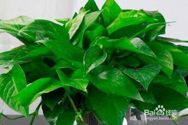 绿萝怎么养才能更旺盛