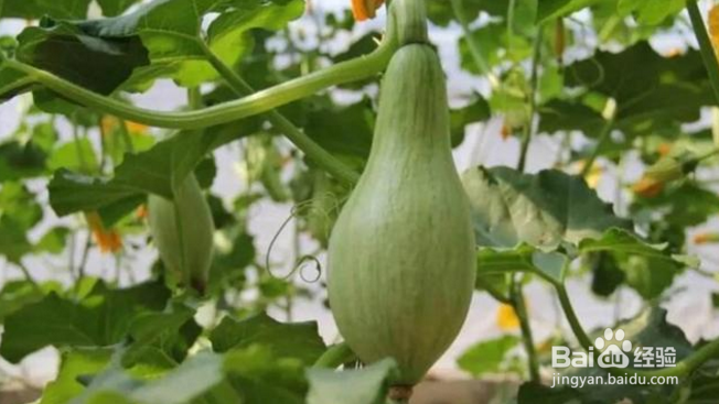 南瓜整枝打杈方法