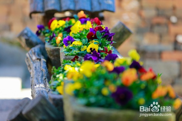 哪里油菜花不好看,为何要去婺源,给你一个答案