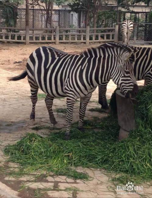 動物園的動物是怎麼來的