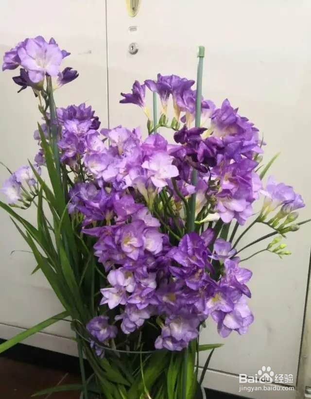 1种花一看像草,开花五颜六色,香味儿特高级