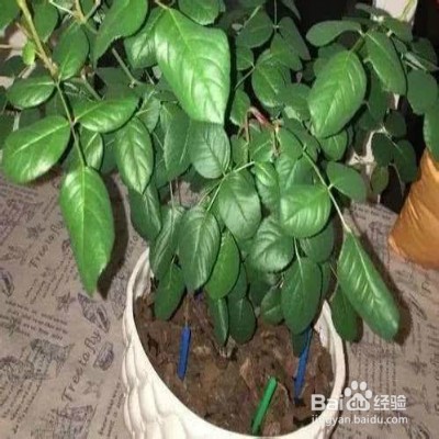 怎样促进植物开花