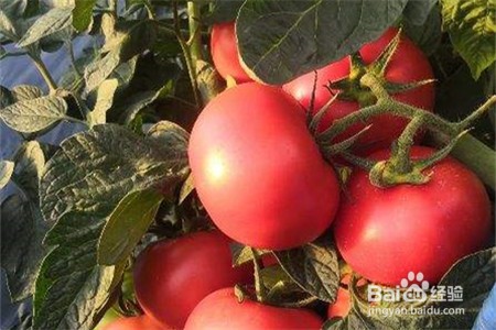 西红柿枯萎病怎么治疗