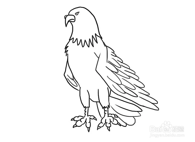 如何画一只卡通老鹰