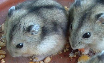 如何让小仓鼠健康活泼?