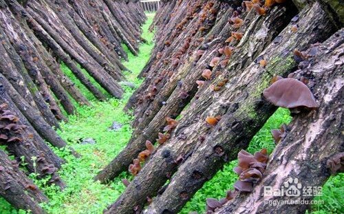 我们一定要吃的排毒冠军、素中之荤