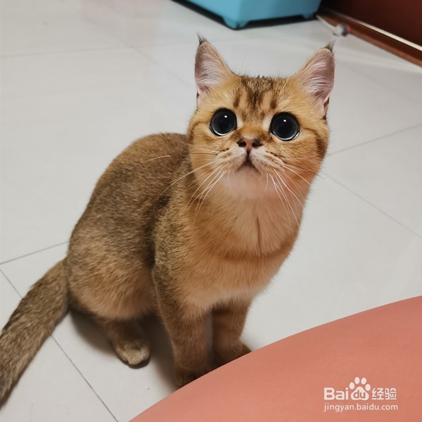 被小猫抓伤表皮怎么办