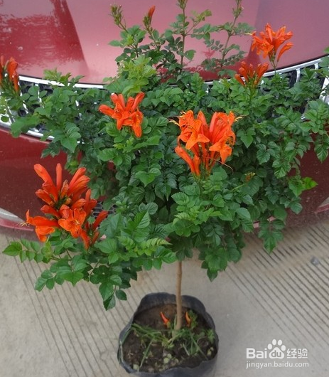 凌霄花苗木的栽种方法