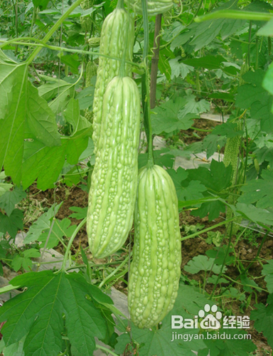 如何自我食疗[1]