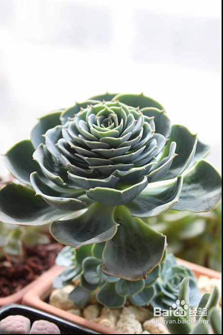 三伏天，损失惨重