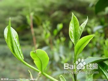 口臭怎么治6个偏方让你不再“难以启齿”