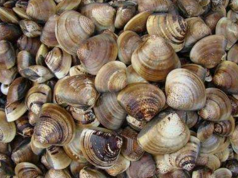 买的文蛤放在淡盐水里一天一夜，都紧闭着，是活是死?能吃吗