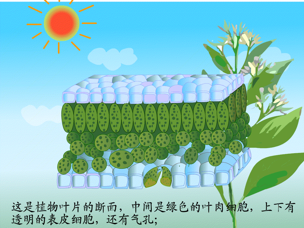淀粉的合成场所是哪里