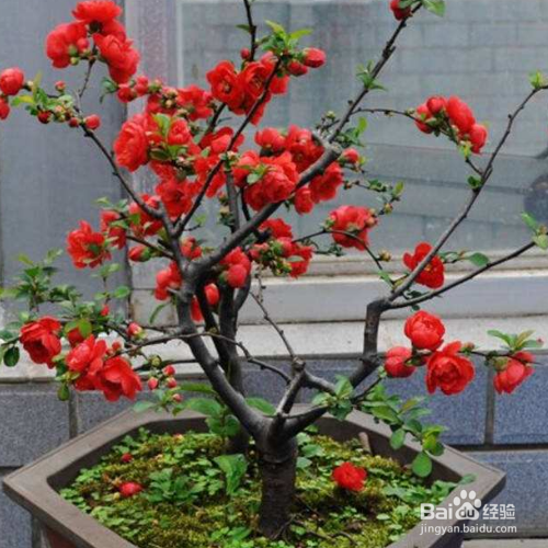 刚买回来的日本海棠怎么养殖?