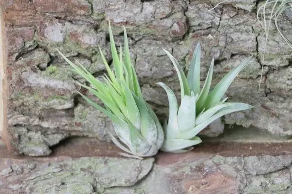 空气凤梨可以直接放在松树皮上吗