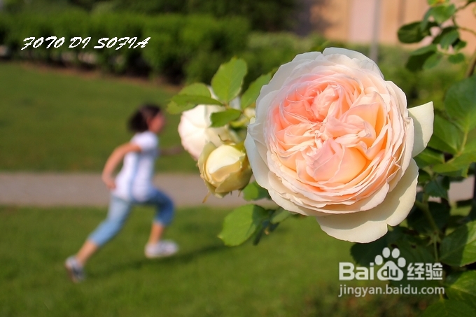 [转载]攀上梦的边缘开放