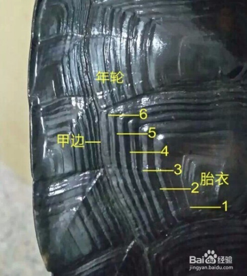 怎样看甲鱼的年龄图解