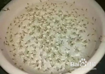夏天如何防治成群结队的飞蚁