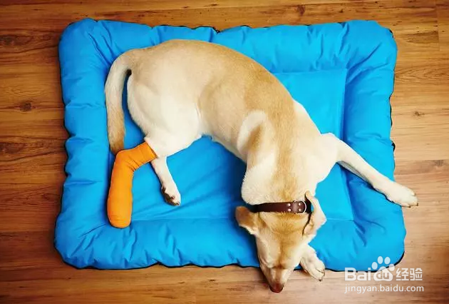 狗瘟(犬瘟热)的准确辨别方法是什么?