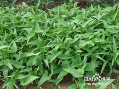 什么食物对于降血糖有帮助