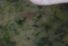 枸杞菠菜猪肝粥