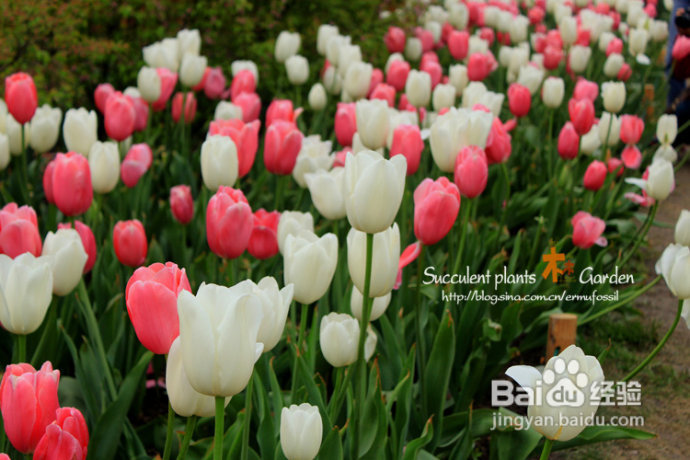 上海植物园(下)-- 郁金香的王国