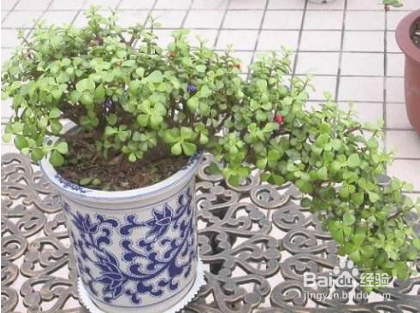 金枝玉叶移盆后叶子掉光了怎么办