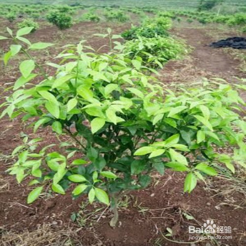 沃柑的种植和管理方法