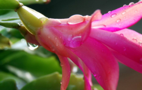 蟹爪莲咋养开花