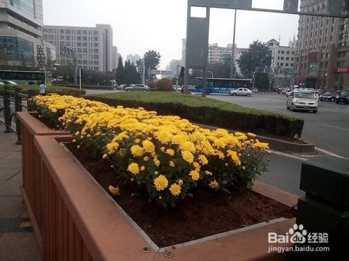为什么冬天城市道路花坛放上装饰花 百度经验 为什么冬天城市道路花坛放上装饰花 百度经验