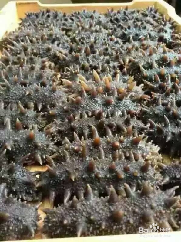 如何挑选海参