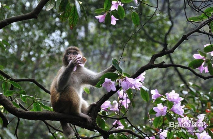 学生张家界自助游线路