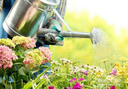 戒掉不良习惯,养花该如何规避风险?