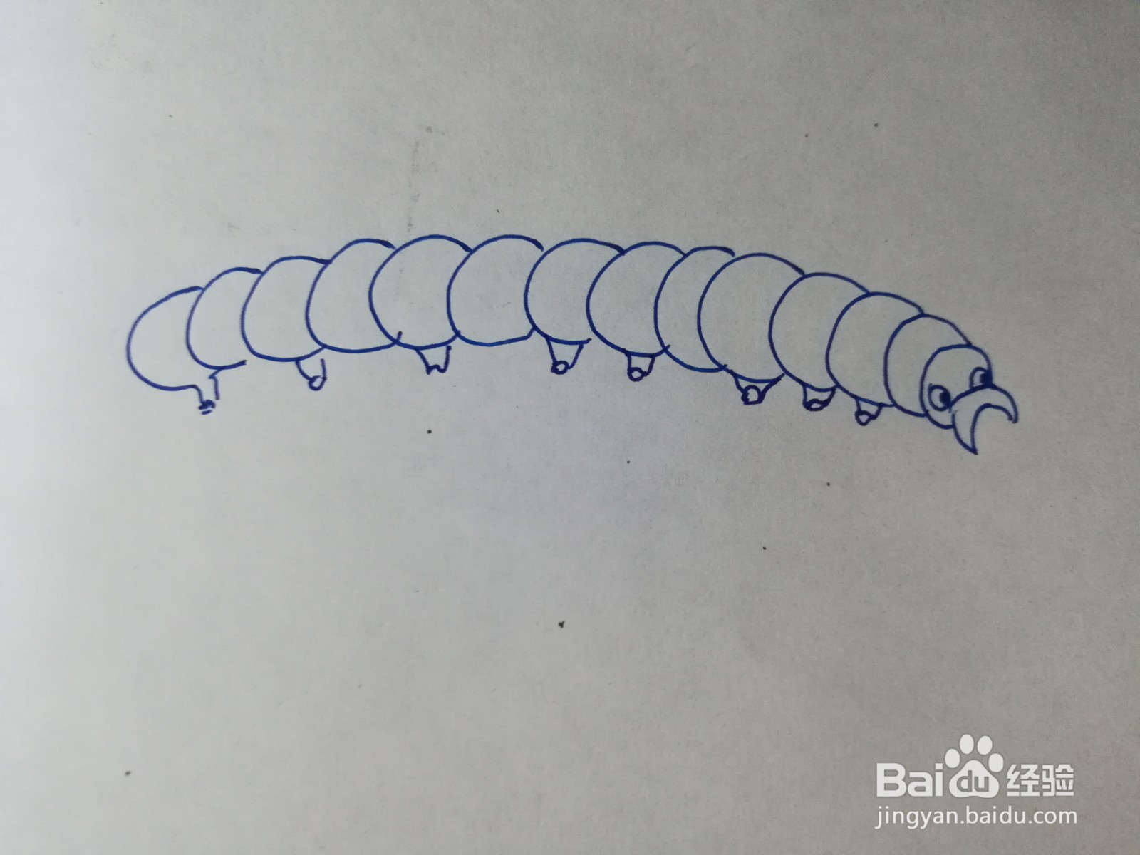 卷心菜毛虫简笔画