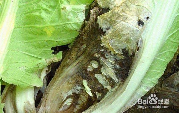 白菜烂根烂心怎样防治?
