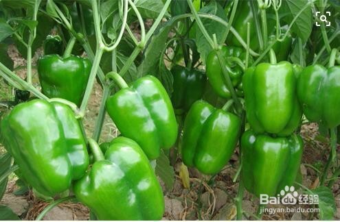 怎样种植辣椒