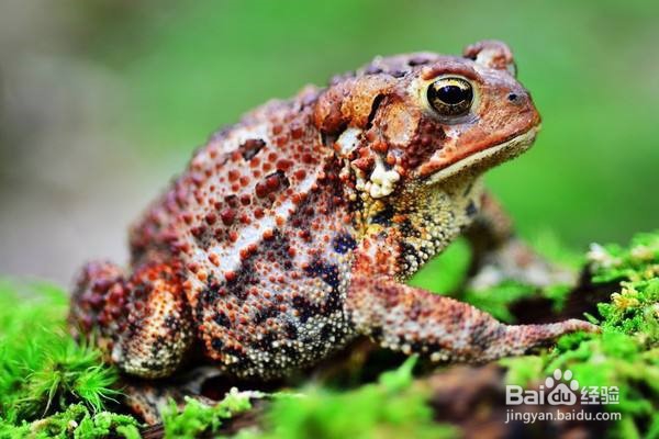 蟾蜍应该怎样养殖？