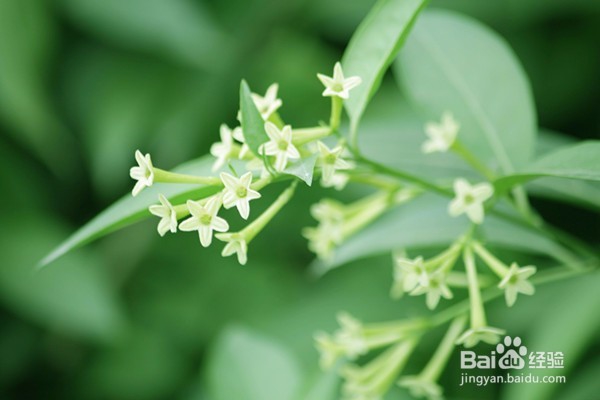 不宜摆放在家里的10种花草植物