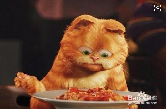 怎么自制给猫吃的饭