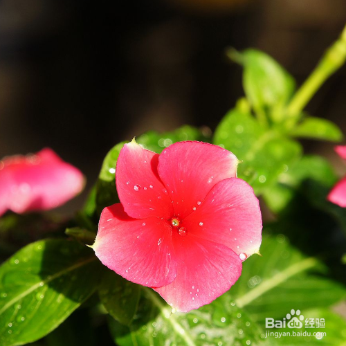 长春蔓叶子发黄怎么办