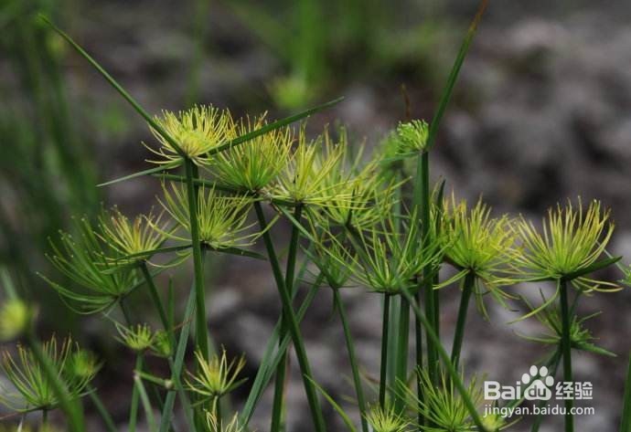 怎么辨别莎草？