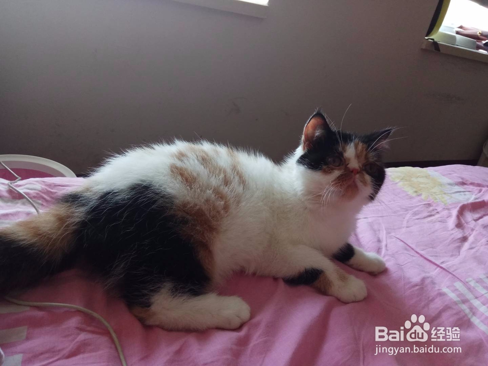 怎么训练猫咪的服从性