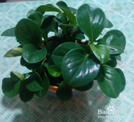 豆瓣绿（碧玉花）的介绍