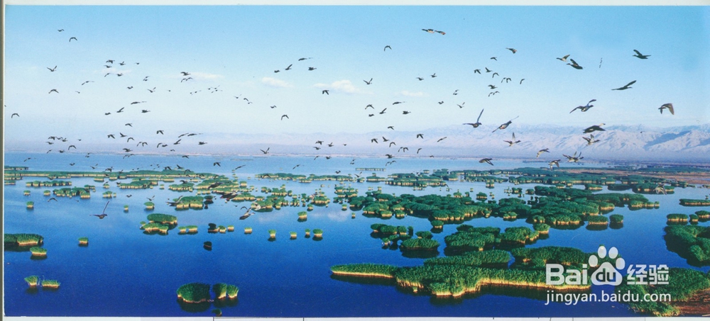 宁夏沙湖旅游景区怎么游玩？