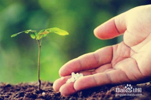 怎样更好地养花？