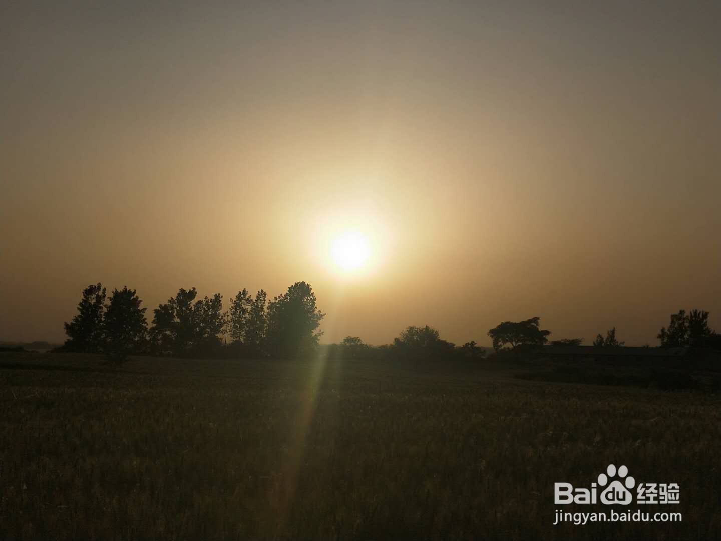 你见过金银花吗?