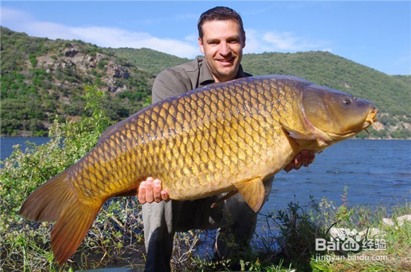 秋天能钓很多鱼的8个技巧，绝对让你满载而归！